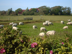 Urlaub auf dem Bauernhof Pellworm 